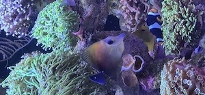 Zebrasoma Scopas  Doktorfisch  meerwasserfische 
