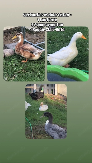 Enten suchen neues Zuhause 