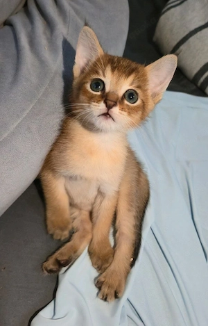 Chausie F6 
