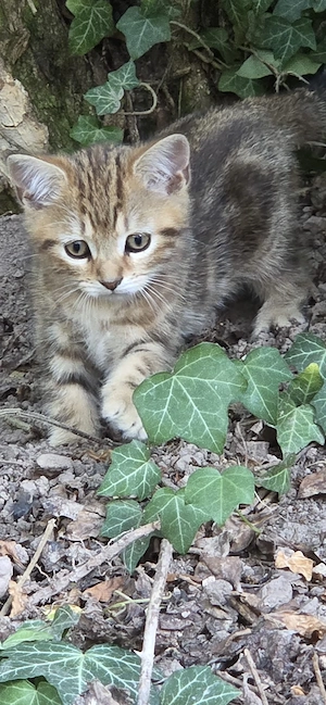 baby katzen 