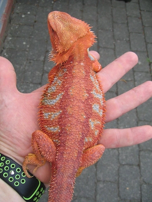 Bartagame Orange Red Hypo Blue Tiger Bock - handzahm - Nachzucht - adult 