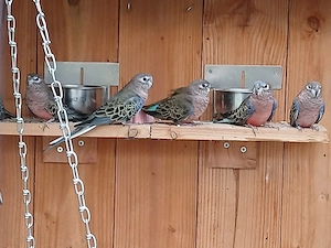 Bourkesittiche