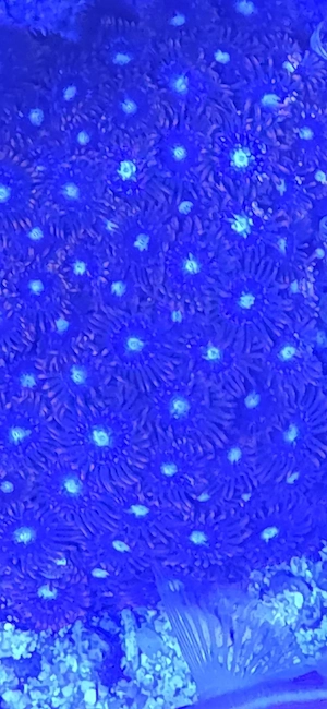Krustenannemone Meerwasser Koralle