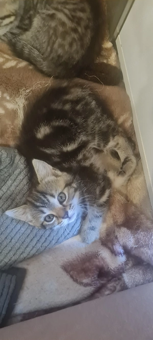 katzenbabys 16.06 geboren 