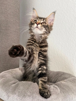 Maine Coon 