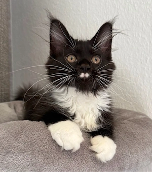 Maine Coon 