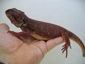 Bartagame Red Monster Leatherback het Hypo - dunkel rot - Bock handzahm - adult Bild 8