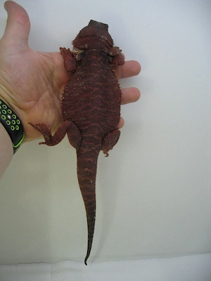 Bartagame Red Monster Leatherback het Hypo - dunkel rot - Bock handzahm - adult Bild 2