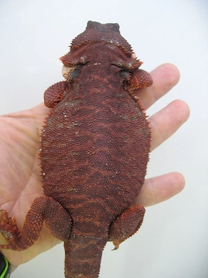 Bartagame Red Monster Leatherback het Hypo - dunkel rot - Bock handzahm - adult