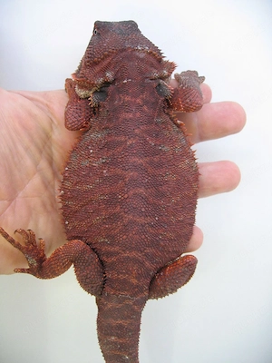 Bartagame Red Monster Leatherback het Hypo - dunkel rot - Bock handzahm - adult Bild 6