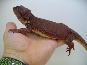 Bartagame Red Monster Leatherback het Hypo - dunkel rot - Bock handzahm - adult Bild 3