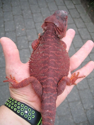 Bartagame Red Monster Leatherback het Hypo - dunkel rot - Bock handzahm - adult Bild 4