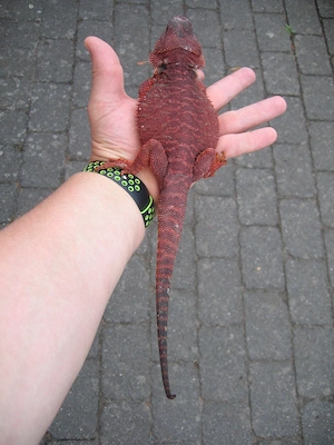 Bartagame Red Monster Leatherback het Hypo - dunkel rot - Bock handzahm - adult Bild 5