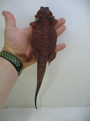 Bartagame Red Monster Leatherback het Hypo - dunkel rot - Bock handzahm - adult Bild 7
