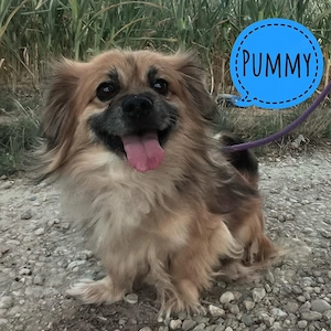 Pummy, lieber und hübscher Pekinesen Mix sucht ein Zuhause