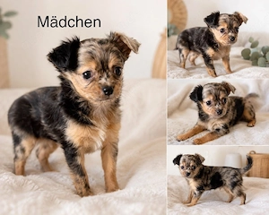 reinrassige Chihuahua suchen ihr Zuhause 