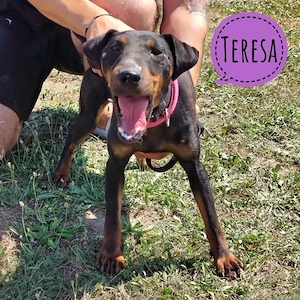Teresa, junge Deutsche Jagdterrier Hündin sucht ein Zuhause