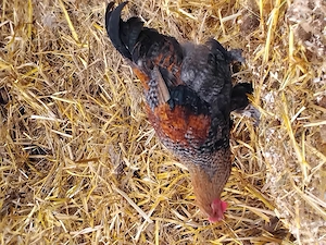  Hähne Brahma- Wyandotten  Bild 2