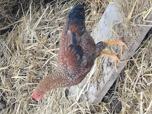  Hähne Brahma- Wyandotten  Bild 3