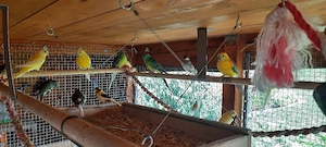 Sittiche zu verkaufen  Bild 9