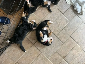 Süße Berner Sennenhund-Welpen suchen ein liebevolles Zuhause!
