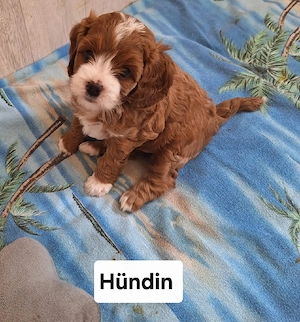 Cavapoo Welpen ab Anfang September abzugeben 