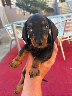 dackel sucht sich neues zu Hause