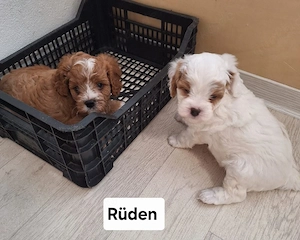 Cavapoo Welpen ab September abzugeben 