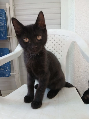 Maine Coon mix Kätzchen