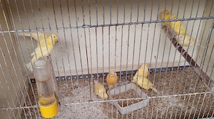 Junge gelbe Kanarienvögel, jeweils 20 Euro