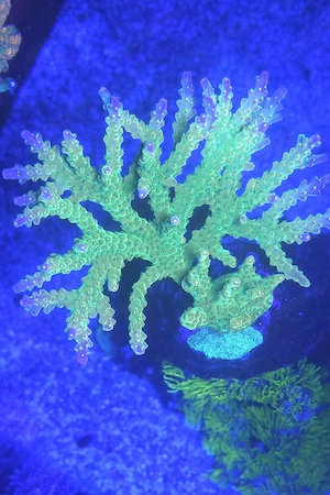 Acropora Meerwasser Koralle