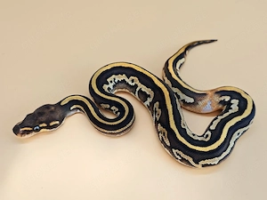 0.1 Leopard Mojave Spotnose poss. Yellowbelly poss. het. Clown