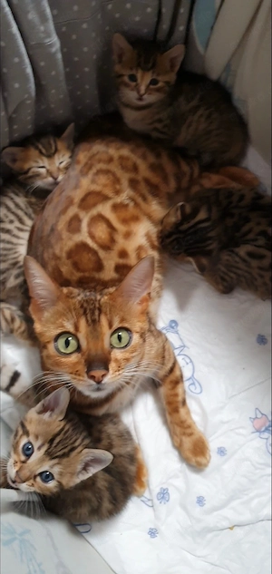 Süße Bengalmischling