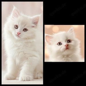 Perserkitten, Kätzchen, Kitten mit Nase 
