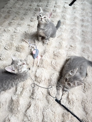 Bkh kitten mix 