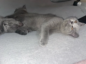 Bkh Kitten