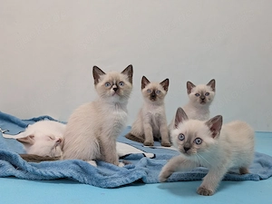 Bezaubernde Ragdoll-Siam-Mischlinge (7 Wochen)