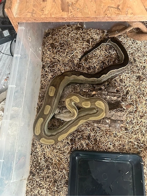 0.1 Boa Constrictor Imperator