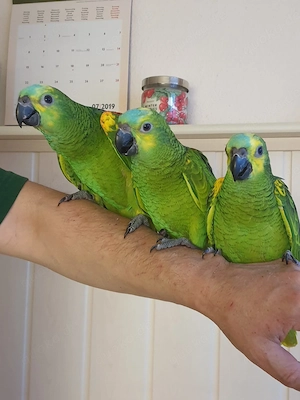 Zahme blaustirnamazonenbabys aus handaufzucht abzugeben 
