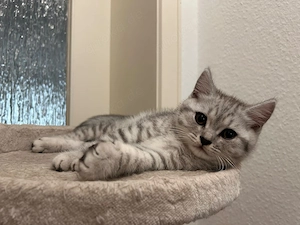 BKH Kitten suchen liebevolles Zuhause