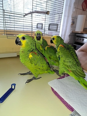 Zahme blaustirnamazonenbabys aus handaufzucht abzugeben 