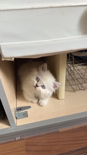 Snow sucht ein neues Zuhause: Birma Perser