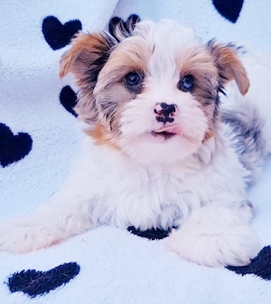 Yorkshire Terrier Bub