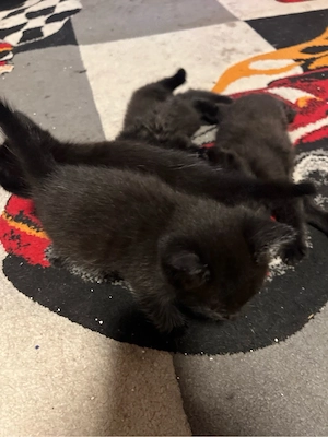 baby katzen 