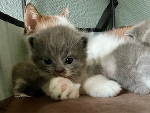 Bkh Kitten in tollen Farben Bicolor Blue -white u chocolate -white Abgabe zum 18.9.26 