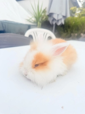 angora kaninchen babys 