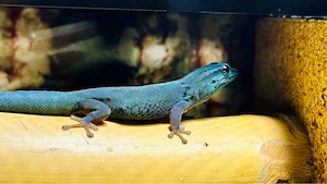 4.0 Lygodactylus Williamsi DNZ (Himmelblauer Zwergtaggecko)