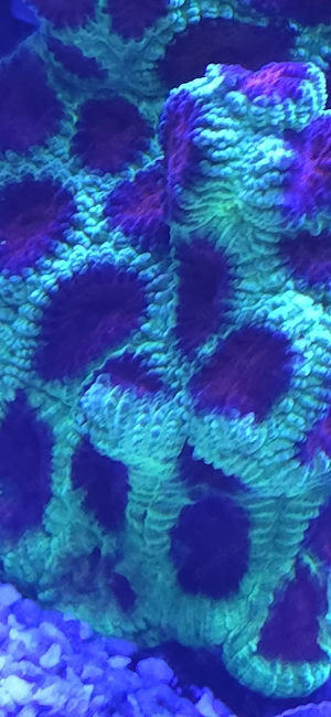 Favia Chrismas Meerwasser Koralle Bild 6