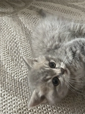 bkh kitten un Blue Tabby abgabe zum 3.10.26 