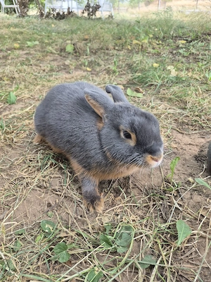 blaues Lohkaninchen Häsin (1 Jahr) anzugeben